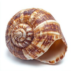 Obraz premium Beautiful Spiral Shell with Unique Patterns and Smooth Texture on White Background