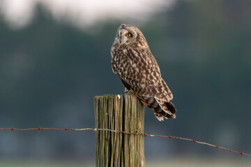 Hibou des marais, Hibou brachyote, Asio flammeus, Short eared Owl, region Pays de Loire; marais Breton; 85, Vendée, Loire Atlantique, France