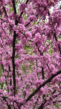 Purple, blossom tree branches in spring