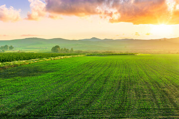 beautiful green spring dawn in a farmland agricultural field with rows of young plant growth and nice sunset sun above mountains on background