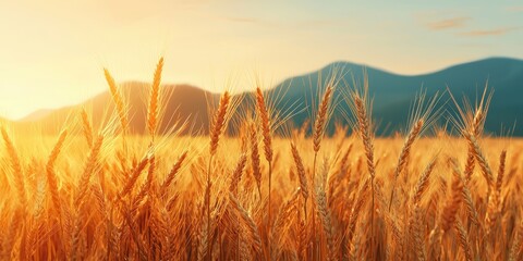 Obraz premium Golden Wheat Field at Sunset with Mountain Backdrop, Summer Agricultural Landscape View