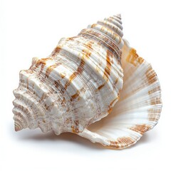 Obraz premium Close-Up of a Beautiful Seashell with Striking Patterns and Textures on a White Background