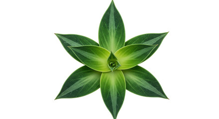 Isolated Green Succulent Plant