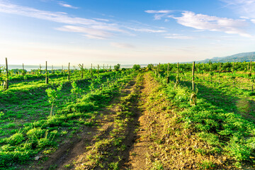 green rows of fruit trees on a farmland plantation during sunrise or sunset in beautiful summer season. Agriculture landscape of farming and gardening