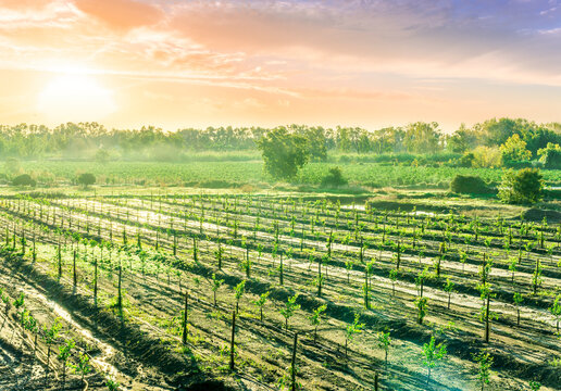 panoramic agricultural landscape with gerden rows of trees in italian fruit plantation in Sicily, Italy.  Rustic sunrise or sunset vire of gardening landscape.