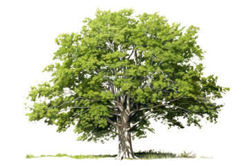 Obraz premium Plant tree tranquility vegetation.