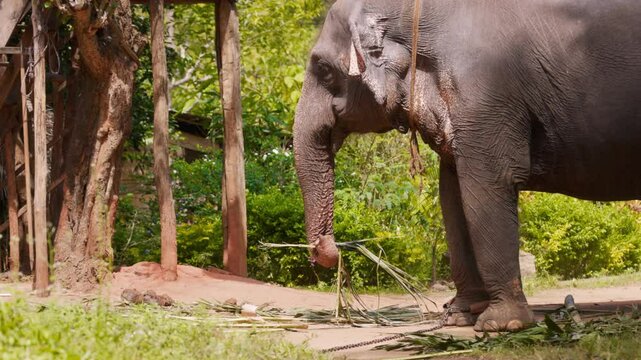Portrait of a beautiful Asian elephant working in the forest. Ceylon elephant lat. Elephas maximus maximus, one of the three subspecies of the Asian elephant, is endemic to Ceylon. Slow motion video.