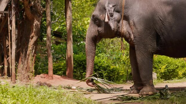 Portrait of a beautiful Asian elephant working in the forest. Ceylon elephant lat. Elephas maximus maximus, one of the three subspecies of the Asian elephant, is endemic to Ceylon. Slow motion video.