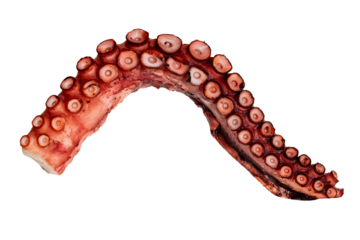Octopus claw or tentacle isolated on white background. Fresh seafood reptiles meal snack.
