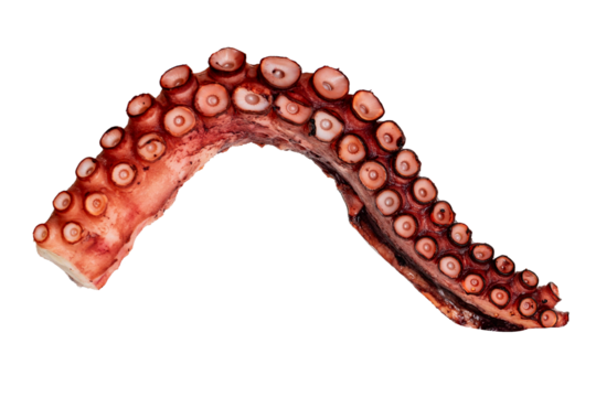 Octopus claw or tentacle isolated on white background. Fresh seafood reptiles meal snack.