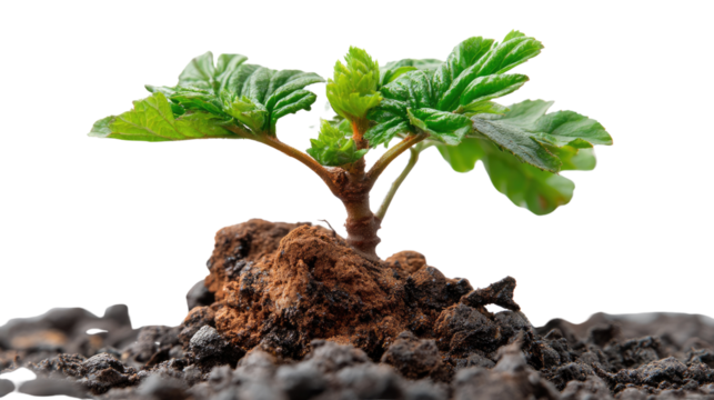 Tiny Sprout's Triumph: A vibrant green sprout emerges from the soil, symbolizing growth, potential, and the renewal of life. A beacon of hope amidst the earth's embrace.