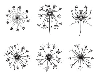 Obraz premium Spider Flower Black Line Art on White Background