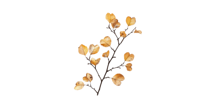 Dried Autumn Branch With Golden Leaves. Seasonal Change And Nature'S Beauty Isolated On Transparent Background