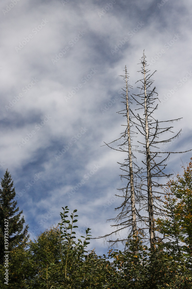 Poster tall trees reach towards the cloudy sky in a serene forest setting during a calm afternoon in nature