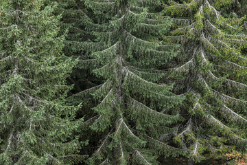 Forests filled with green coniferous trees under overcast skies in a quiet mountain region during...