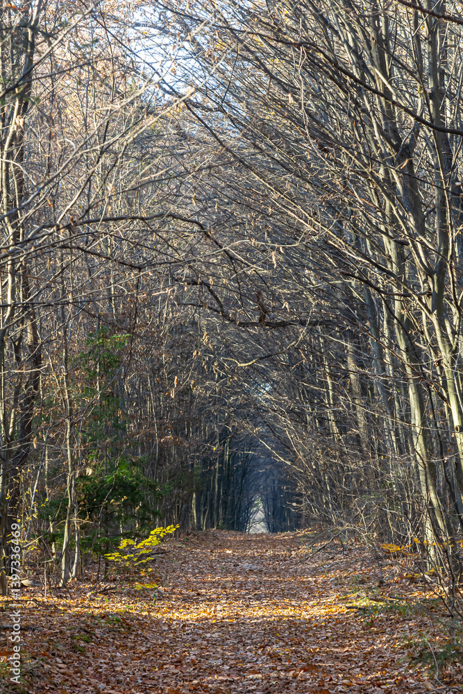 Poster quiet forest path lined with bare trees and autumn leaves in a tranquil, natural setting