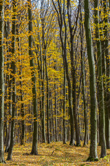 Autumn foliage creates a vibrant landscape in a tranquil forest during a sunny afternoon