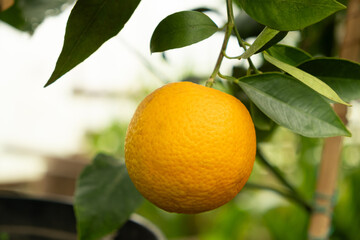 Navelina dwarf navel orange, growing in a greenhouse in a pot