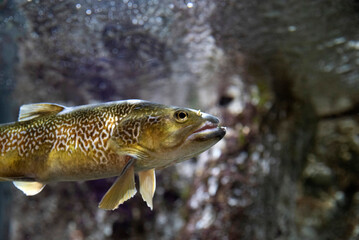 Brown Trout Underwater – Close-Up of a Speckled Fish Swimming in Freshwater Aquarium or River Habitat