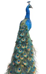 Obraz premium Peacock Standing Tall with Colorful Feathers on White