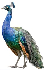 Obraz premium Standing Peacock Full Body Isolated on White Background