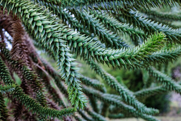 Monkey puzzle tree branch with many thorns.