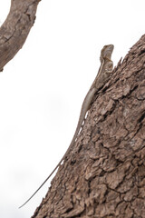 A Jacky dragon (Amphibolurus muricatus) rests on the textured bark of a tree branch, blending into its environment