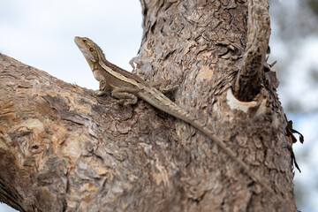 A Jacky dragon (Amphibolurus muricatus) rests on the textured bark of a tree branch, blending into its environment