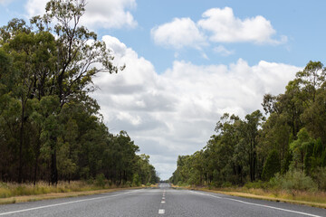 rural road surrounded by dense trees and vegetation on both sides
