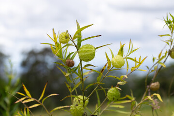 A close-up of a balloon plant (Gomphocarpus physocarpus), also known as "swan plant" or "hairy balls plant," displaying its distinctive round, green, spiky seed pods and elongated leaves