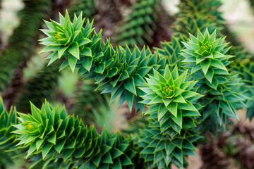The shape of the tip of a monkey puzzle tree branch with many thorns.