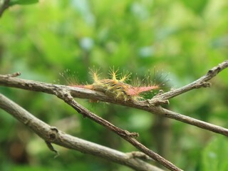 Close up of a firefly caterpillar on a branch, the caterpillar with its sharp, venomous hairs against a blurry green leaf background.
