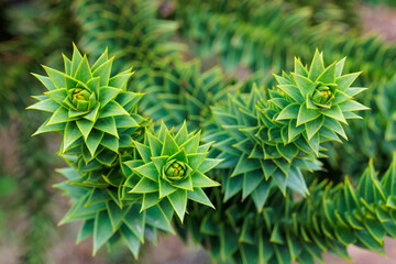 The shape of the tip of a monkey puzzle tree branch with many thorns.