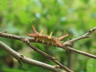 Close up of a firefly caterpillar on a branch, the caterpillar with its sharp, venomous hairs against a blurry green leaf background.