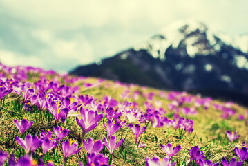 Dolina Chocholowska with blossoming purple crocuses or saffron flowers,Tatra mountains, Poland. © Roxana