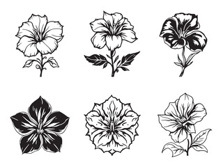 Thunbergia single black line art on white background