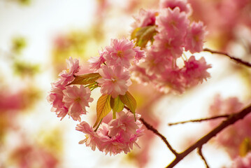 Sakura flowers blooming, spring seasonal Easter background