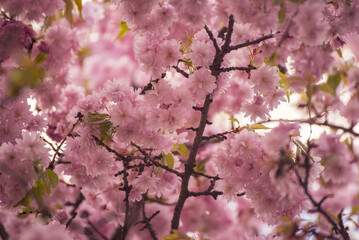 Sakura flowers blooming, spring seasonal Easter background