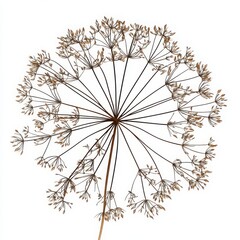 Dried botanical seed head with radial symmetry isolated on white background 