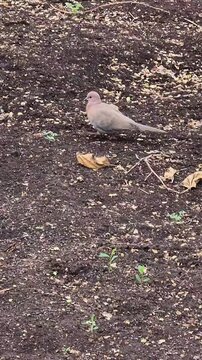 pigeon moving on the ground