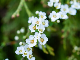 Cluster of white flowers with green leaves