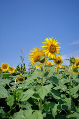Obraz premium a sunflower in the field