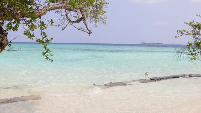 A grey heron walks along the beach of the Indian Ocean on the Maldives island. The bird is in its natural habitat in the tropics