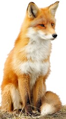 Fototapeta premium Sitting Fox Isolated Red Fur Wild Animal