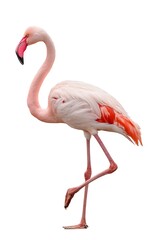 Standing Flamingo Isolated on White Background for Design