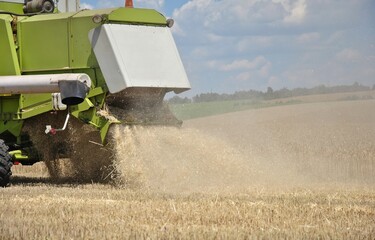 a combine harvester works on a wheat field and scatters chopped straw