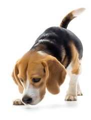 Dog Sniffing Ground on White Background Curious Puppy Exploring
