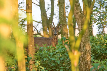 roebuck in the forrest
