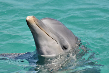 dolphin in the ocean © Duvekot Fotografie