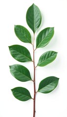 Naklejka premium Isolated eucalyptus leaves on white background, botanical, foliage